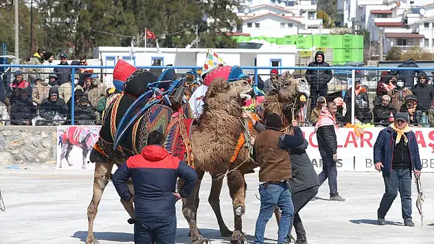 Bodrum'da Geleneksel Deve Güreşi Festivali Düzenlendi