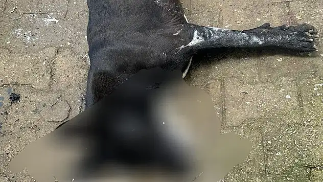 Bodrum'da Hayvan Katliamı: Zehirlenen 6 Canımız Hayatını Kaybetti