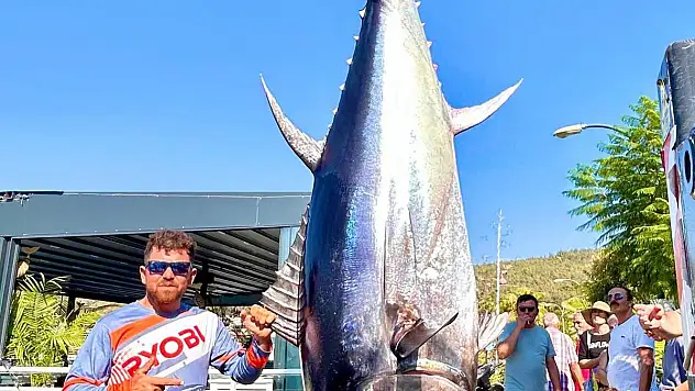 Bodrum'da İkinci Kez Dev Orkinos Yakalandı