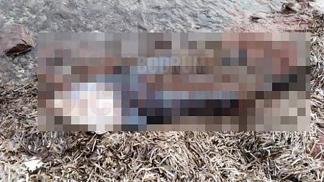 Bodrum'da Kimliği Belirsiz Bir Ceset Bulundu