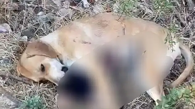 Bodrum'da Köpeğe Tüfekle Ateş Eden Şahıs Gözaltında