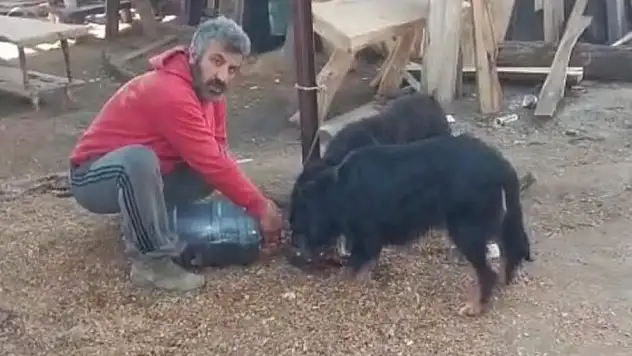 Bodrum'da Köpek Silahla Vurularak Öldürüldü: İşletme Sahibi Şikayetçi Oldu