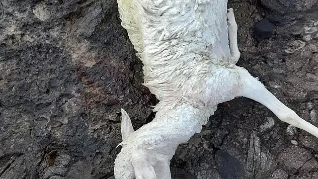 Bodrum'da Köpeklerin Saldırısına Uğrayan Koyunlar Telef Oldu
