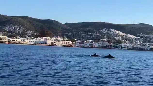 Bodrum'da Kürekçilere Yunus Sürprizi