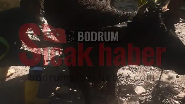Bodrum'da Lağıma Düşen İnek Kurtarıldı
