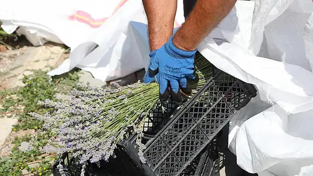 BODRUM'DA LAVANTA HASADI BAŞLADI