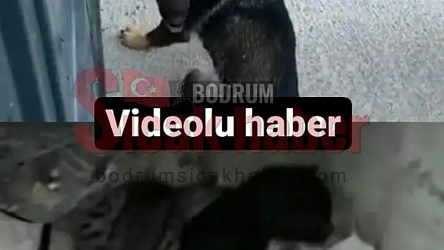 Bodrum'da Mazgala Düşen Kedi Yavruları ve Kapıya Sıkışan Köpek  Kurtarıldı