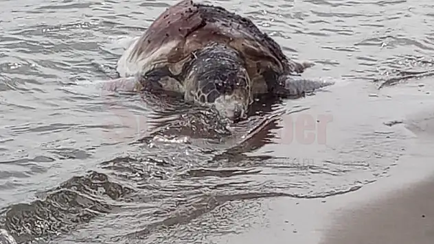 Bodrum'da Ölü Caretta Caretta Bulundu