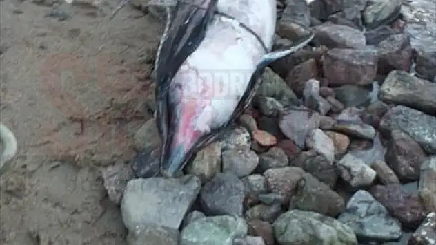 Bodrum'da ölü yunus kıyıya vurdu