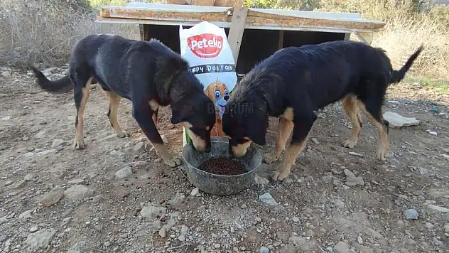 Bodrum'da Sokak Canlarına 1 Ton Mama Dağıttılar