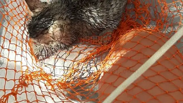 Bodrum'da su kuyusuna düşen kedi yavrusu kurtarıldı