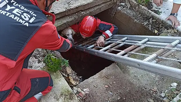 Bodrum'da su kuyusuna düşen köpeği itfaiye ekipleri kurtardı