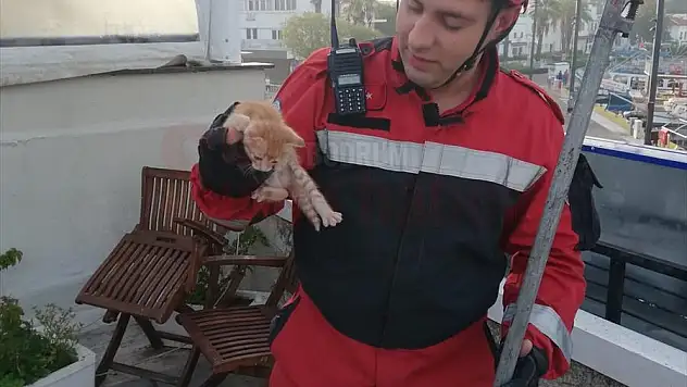 Bodrum'da tabela ve duvar arasına sıkışan kedi yavrusu kurtarıldı