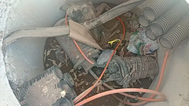 Bodrum'da tesisat bacasına düşen köpek kurtarıldı