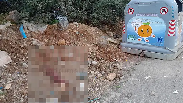 Bodrum'da Tilkiyi Vahşice Öldürdüler