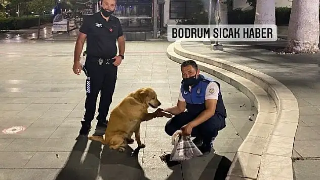 Bodrum'da Trafik Zabıta Ekipleri Sokak ve Yaban Hayvanlarını Unutmadı