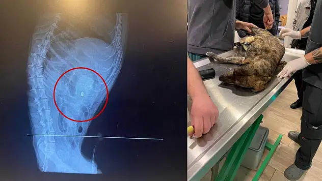 Bodrum'da Vahşetin Böylesi Görülmedi