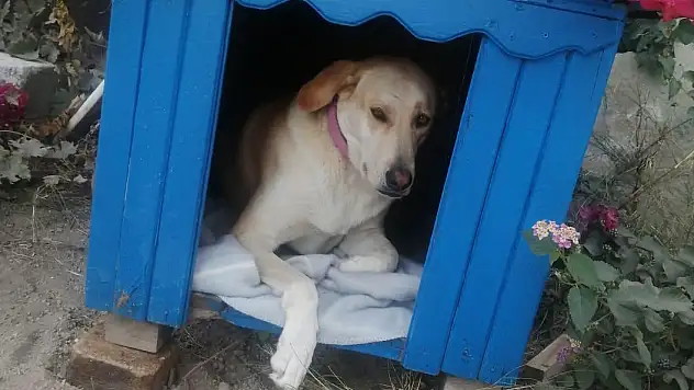 Bodrum'da Vicdanları Sızlatan Olay: Masum Köpeği Silahla Vurdular