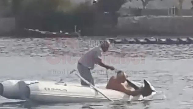 Bodrum'da yakalanan köpek balığının deniz açığına bırakılması cep telefonu kamerasına yansıdı