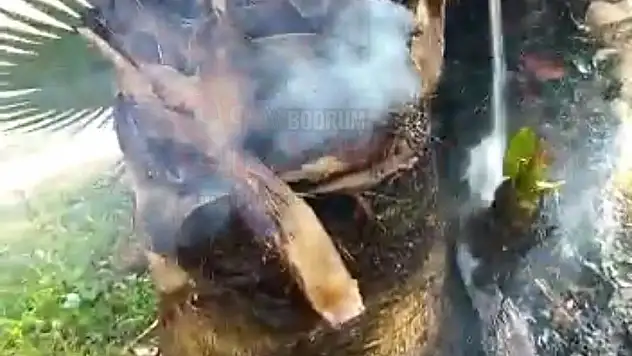 Bodrum'da Yanan Palmiyeyi Çevredekiler Kurtardı