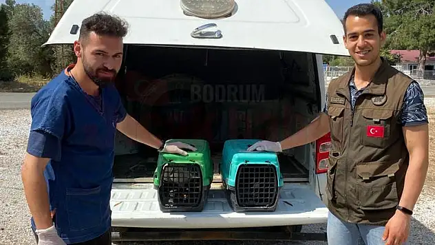 Bodrum'da Yaralı Bulunan Kuşlar Tedavi Altına Alındı