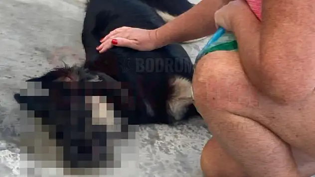 Bodrum'da Zehirlenen 4 Köpekten 3'ü Kurtulamadı 1'nin Tedavisi Sürüyor