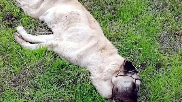 Bodrum'da Zehirlenmeler Çoğaldı, 1 Köpek ise Telle Boğuldu