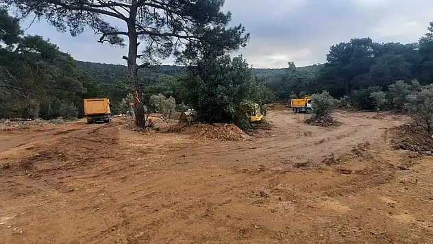Bodrum'da Zeytin Ağacı Katliamı