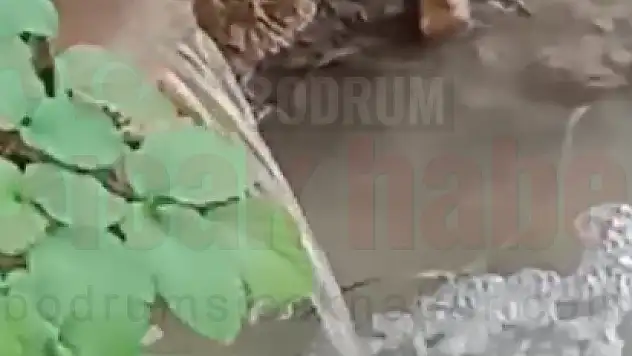 Bodrum'un Derelerine Akan Atık Sular Kime Ait