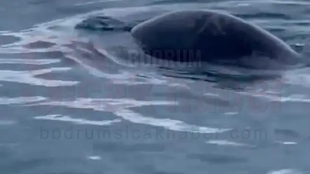 Bodrum'un Müdavimi Oldu