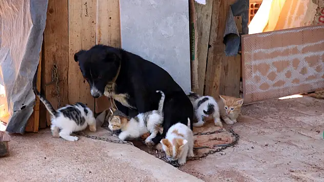 Boncuk isimli köpek, kulübesinin yanında doğan kedi yavrularına gözü gibi bakıyor