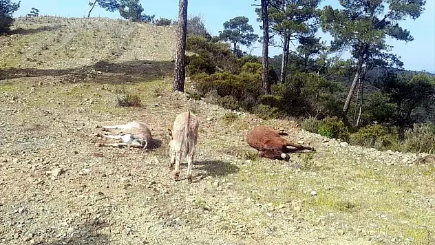 Boş Arazide Silahla Vurulmuş iki Eşeğin Ölüsü Bulundu