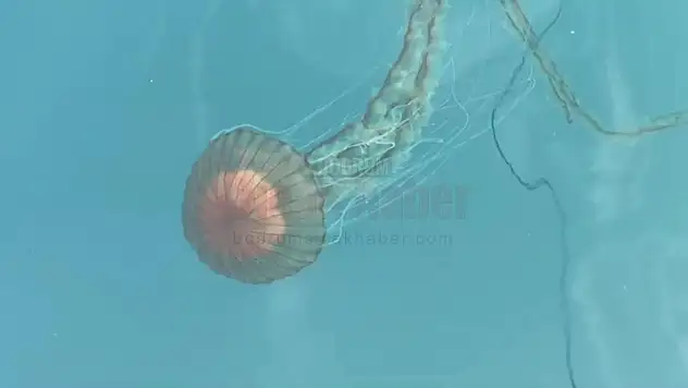 Boyu  Yaklaşık  Bir Metre