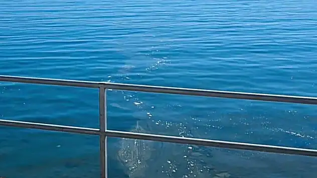 Bu Görüntüler Bodrum'a Yakışmadı