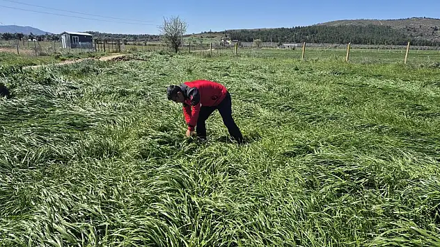 Buğday Alanlarında Süne Zararı Kontrolleri Yapıldı