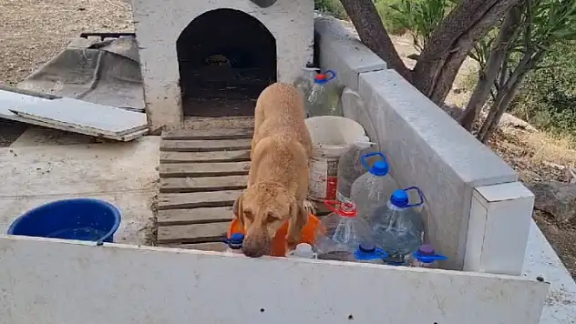 Bugün 2 Köpek Daha Hayata Tutunamadı