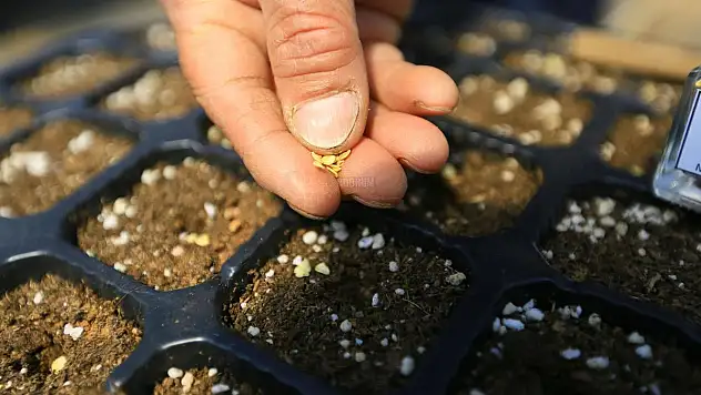 Büyükşehir 19 Milyon Yerel Tohum Dağıttı