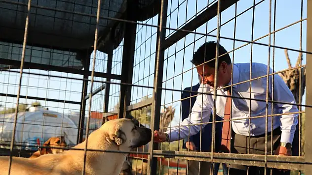 Büyükşehir 3202 Can Dostu Yeni Yuvalarına Kavuşturdu