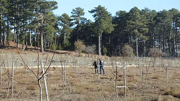 Büyükşehirden Her Kapıda Bir Fidan Projesi