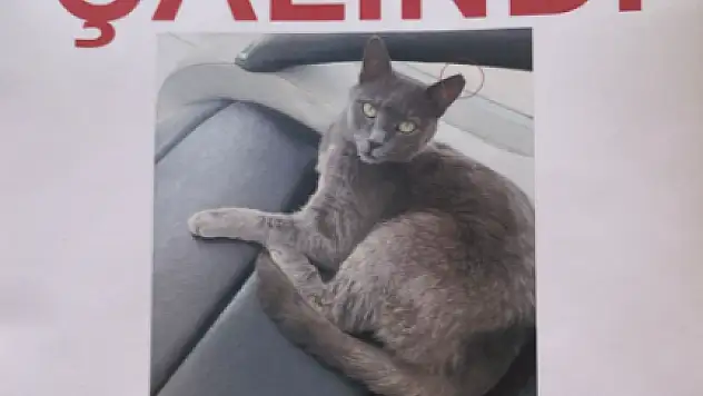 Çalınan Kedisi İçin Şikayette Bulundu