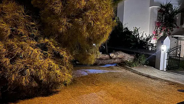 Çam Ağacı En Sonunda Devrildi