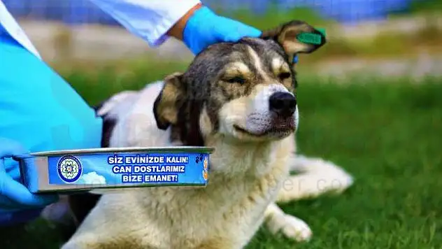 Can Dostlar için 5 bin 268 Kilogram Mama Üretildi