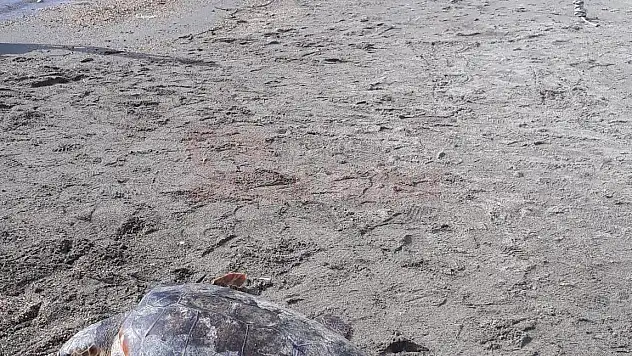 Caretta Caretta Bitez de ilgi Odağı Oldu