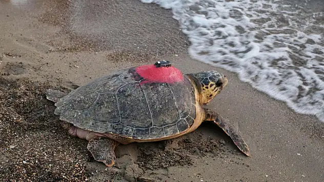 Caretta caretta 'Tuba', 5 ayda 10 bin kilometre katetti