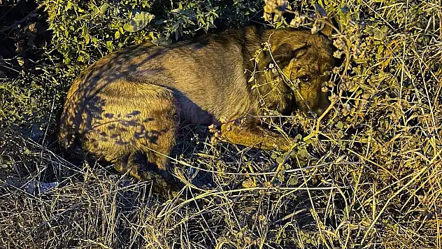 Çarpıp Kaçınca Yaralı Köpeğe Vatandaşlar Yardım Etti