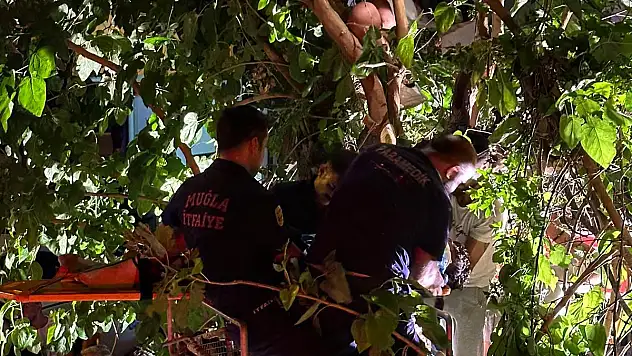 Çarpmanın Etkisi ile Ağaçta Asılı Kaldı, 1 Yaralı