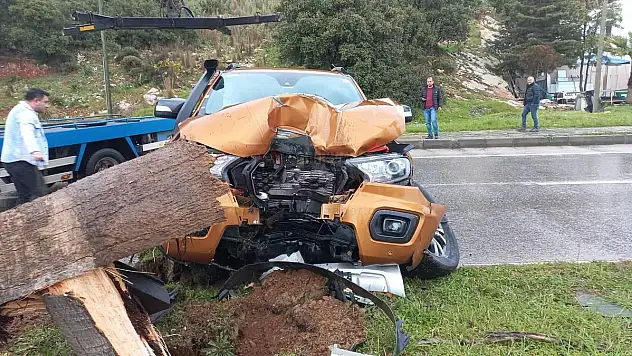 Çarpmanın Şiddeti İle Ağaç Yola Devrildi