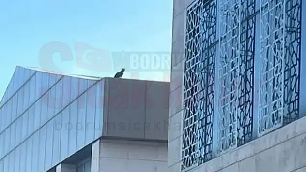 Çatıda Mahsur Kalan Kedi Günlerdir Kurtarılmayı Bekliyor