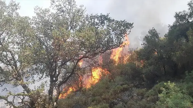 Çıkan Yangında 5 Dönüm Ormanlık Alan Zarar Gördü