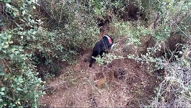 Cinayet Zanlısı Ormanlık Alanda Ölmek Üzereyken Yakalandı